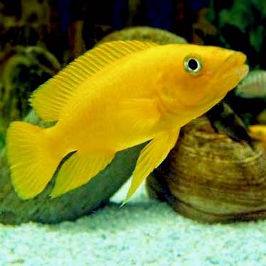 Neolamprologus leleupi 4-5 cm